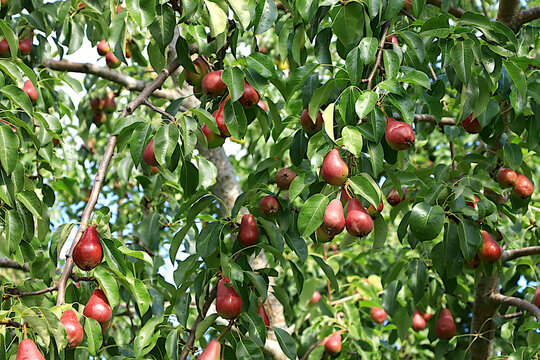 Ripe pears in a sunny autumn orchard on tree branches. Harvesting at a country house, the beauty and gifts of nature, a natural nutrition concept, natural banner with fruit trees, selective focus