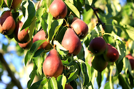 Ripe pears in a sunny autumn orchard on tree branches. Harvesting at a country house, the beauty and gifts of nature, a natural nutrition concept, natural banner with fruit trees, selective focus