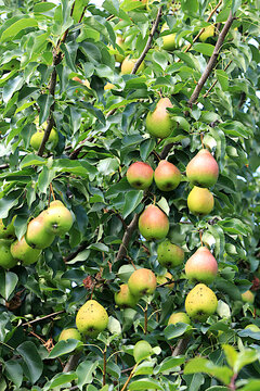 Ripe pears in a sunny autumn orchard on tree branches. Harvesting at a country house, the beauty and gifts of nature, a natural nutrition concept, natural banner with fruit trees, selective focus