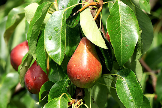 Ripe pears in a sunny autumn orchard on tree branches. Harvesting at a country house, the beauty and gifts of nature, a natural nutrition concept, natural banner with fruit trees, selective focus