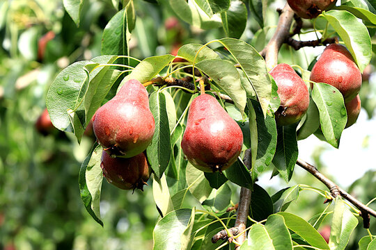 Ripe pears in a sunny autumn orchard on tree branches. Harvesting at a country house, the beauty and gifts of nature, a natural nutrition concept, natural banner with fruit trees, selective focus