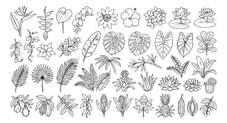 Fototapeta premium Hand drawn tropical plant collection, 40 botanical line art icons, minimalist jungle leaves and exotic flowers vector set