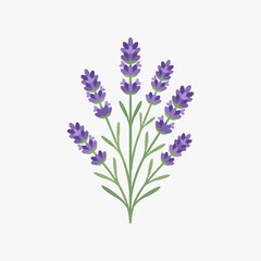 Obraz premium Sleek Purple Lavender Flower Bouquet with Green Stems and Leaves Minimalist Art with high quality professional line art symbols for modern creative design and digital branding projects