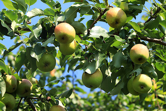 Ripe pears on tree branches in a sunny autumn orchard. Harvesting at a country house, the beauty and gifts of nature, a natural food concept, a natural banner with fruit trees, selective focus