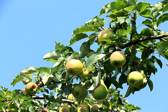 Ripe pears on tree branches in a sunny autumn orchard. Harvesting at a country house, the beauty and gifts of nature, a natural food concept, a natural banner with fruit trees, selective focus