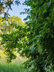 Fototapeta premium Vibrant green leaves of a deciduous tree capture soft sunlight in a lush park setting during the bright afternoon with clear blue skies above them