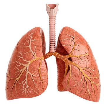 Detailed anatomical illustration of human lungs with trachea and bronchial tree