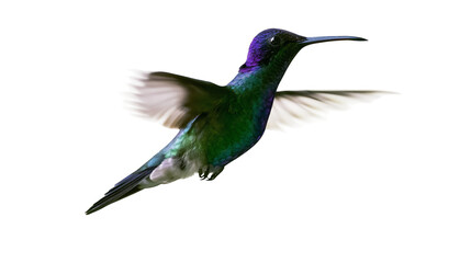 Iridescent green hummingbird with purple head wings blurred in flight, isolated on transparent background © George