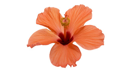 Vibrant orange hibiscus flower with delicate petals, isolated on transparent background © George