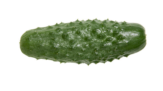 Spiky green bumpy cucumber isolated on transparent background