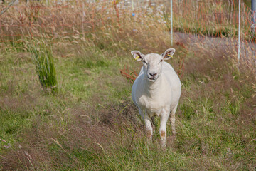 White sheep standing in a green meadow with tall grass and looking at the camera during daytime © Olha K
