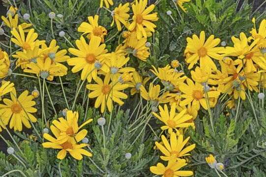 Yellow bush daisy (Euryops chrysanthemoides), Allg&auml;u, Swabia, Bavaria, Germany