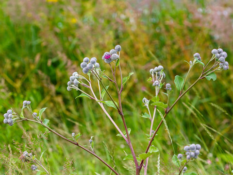 Web-footed burdock , or felt burdock, or woolly burdock , or web-footed agrimony ( Arctium tomentosum ), is a biennial herbaceous plant, a species of the genus Burdock ( Arctium ) 