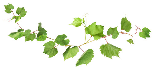Naklejka premium Grapevine with green leaves on transparent background