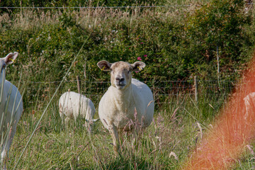 Small flock of white sheep grazing in a green summer meadow with one curious sheep looking directly at the camera through tall grass © Olha K
