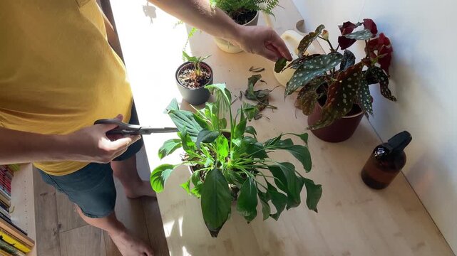 Man pruning houseplant leaves with scissors