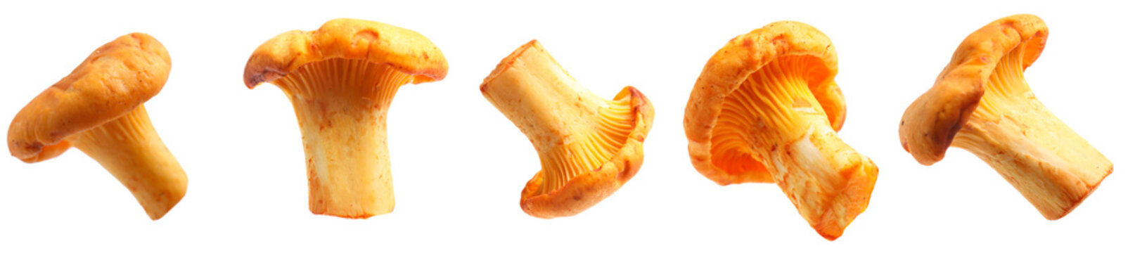 Fresh orange chanterelles isolated on white, set. Edible mushrooms