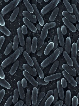 Detailed microscopic view of rod shaped bacteria cells capturing a scientific potrait of microbial life for medical research, healthcare marketing, and educational backgrounds.