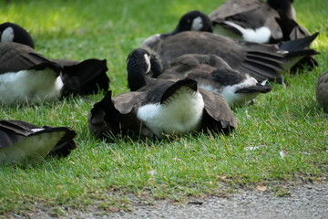 canada goose branta canadensis © Elly