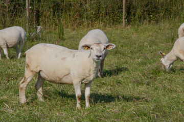 An intimate portrait of a white shorn ewe in a group looking directly forward from a grassy paddock with a wooden fence and leafy background on a sunny day © Olha K