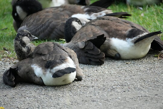 canada goose 
