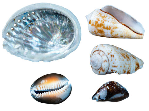 Collection of various marine seashells, cowries, and iridescent abalone shell isolated on transparent background.