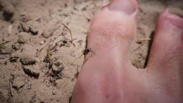 A close-up macro view shows a small house fly resting on a person bare foot outdoors. The annoying insect perches near human toes on dry sandy soil during a hot summer day.