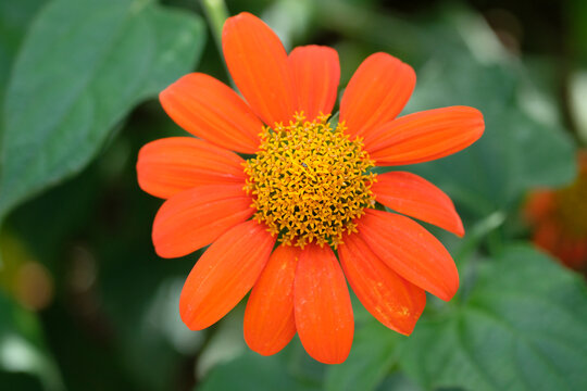 Bright orange Tithonia rotundifolia, also known as Mexican sunflower, goldflower of the Incas, or Mexican marigold in flower.