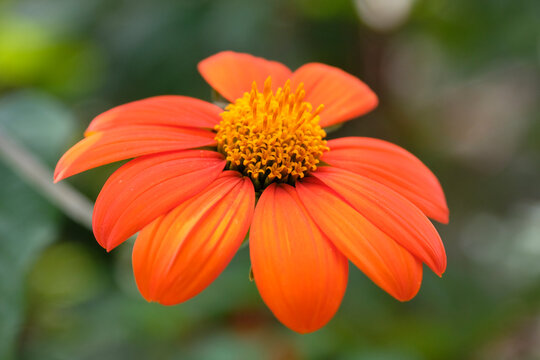 Bright orange Tithonia rotundifolia, also known as Mexican sunflower, goldflower of the Incas, or Mexican marigold in flower.
