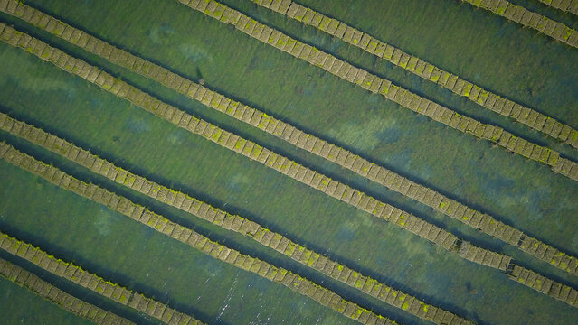Aerial view of oyster park with parallel rows of farming racks submerged in the clear green water of the Atlantic coast in Sarzeau, Bretagne, France.