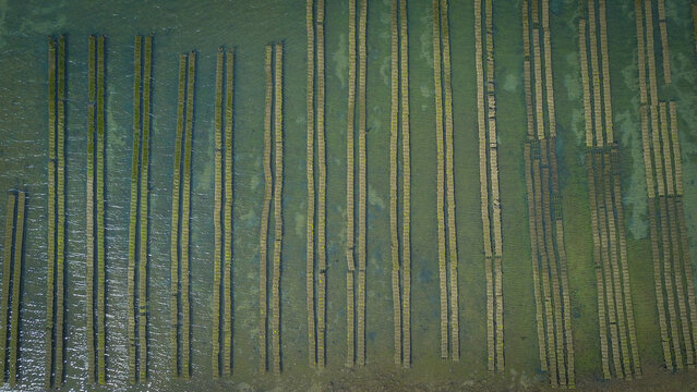 Aerial view of an oyster park with rows of farming structures submerged in the shallow coastal waters of Sarzeau, Bretagne, France.