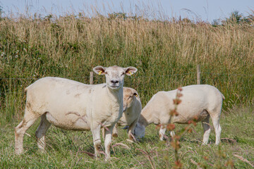 Three white sheep standing in a rural pasture during daytime with tall dry grass and a wire fence in the background © Olha K