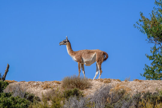 Guanaco solitaire sur une cr&ecirc;te sous un ciel bleu