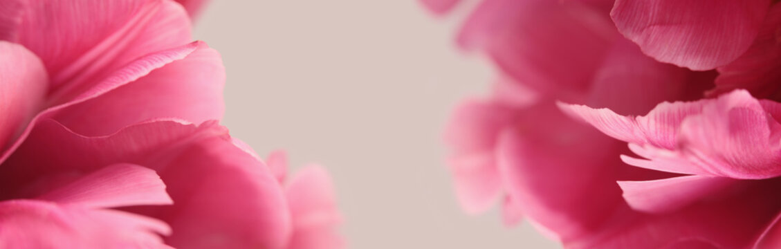Smoke close-up selective soft focus pink,  Tulip Flower Petals, leaf. Macro blur natural art abstract beige background.