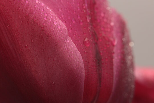 Close-up selective soft focus pink, red Flower bud Petals with Water Drops. Natural art smoke blur background.