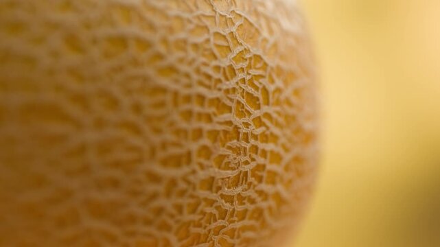 Melon close up, man cutting Watercolor of a whole melon and slice, summer juicy fruit