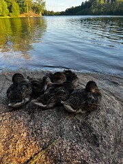 rocks under bird © Martin