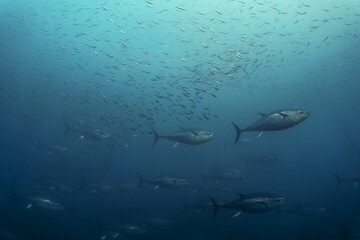 Undersea Wildlife: School of Atlantic Bluefin Tuna (Thunnus thynnus) Swimming in Deep Blue Open Water © Rob
