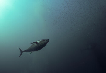 Undersea Wildlife: School of Atlantic Bluefin Tuna (Thunnus thynnus) Swimming in Deep Blue Open Water © Rob