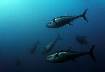 Undersea Wildlife: School of Atlantic Bluefin Tuna (Thunnus thynnus) Swimming in Deep Blue Open Water © Rob