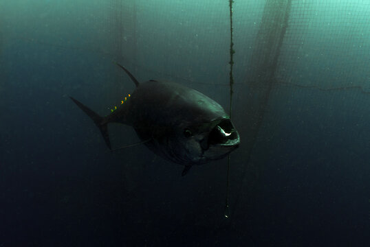 Undersea Wildlife: Atlantic Bluefin Tuna (Thunnus thynnus) Swimming Inside an Aquaculture Net Pen Cage