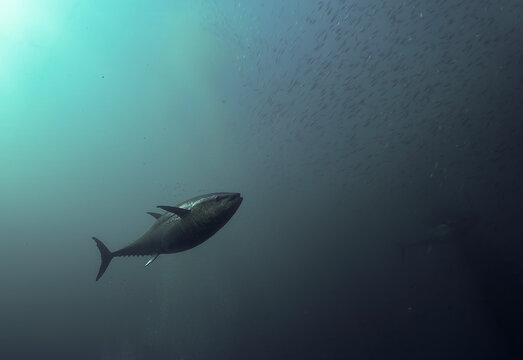 Undersea Wildlife: School of Atlantic Bluefin Tuna (Thunnus thynnus) Swimming in Deep Blue Open Water