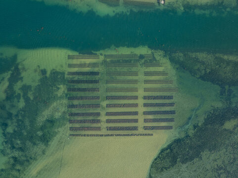 Aerial view of oyster farming beds submerged in the shallow turquoise waters of the Ria Formosa lagoon in Faro District, Portugal.