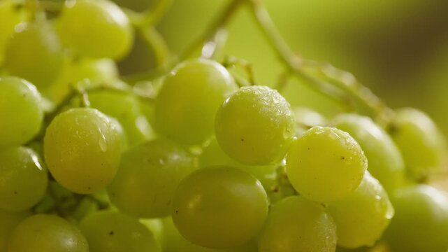 Red grape, spanish supermarket food, Close-up green grape cluster on vine in the vineyard. Stock Photo