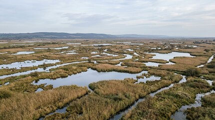 Fototapeta premium Aerial view of a vast wetland marsh with winding water channels and golden reeds under a cloudy sky in a natural park.