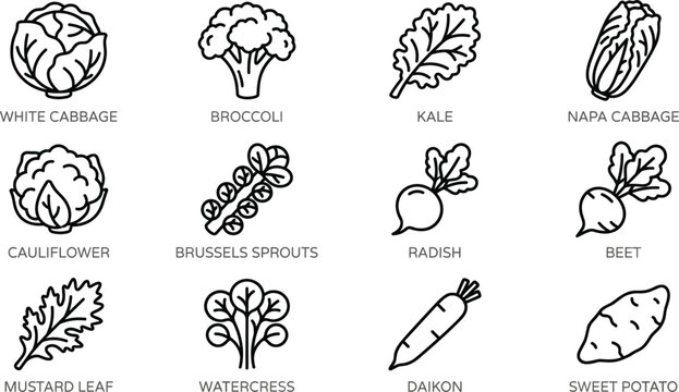 Vegetables line art vector icon set featuring cabbage broccoli kale radish and sweet potato illustration