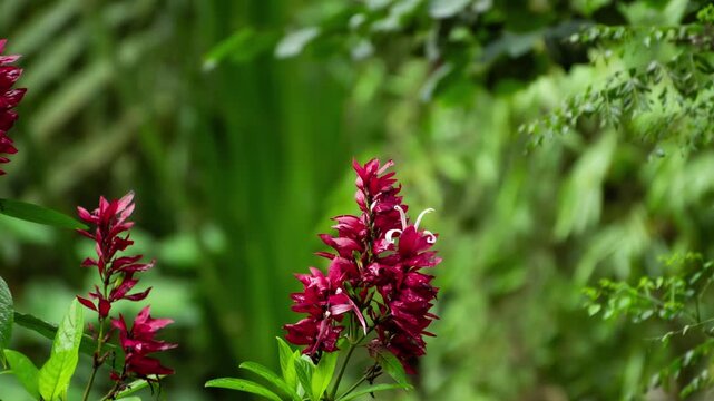 Compilation of Photographs of Hummingbird Feeding on Red Tropical Flower Beside Lush Green Foliage in Flight