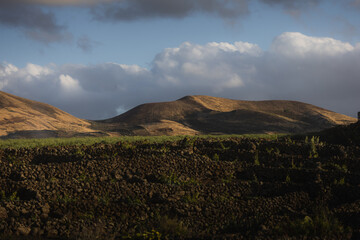 Fototapeta premium Golden Hills Over Vineyard Walls in La Geria Lanzarote