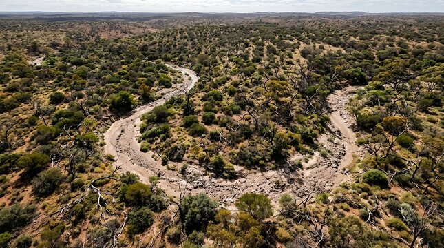 High Angle View of a Winding Dry Creek Bed Running Through a Vast Arid Wilderness with Hardy Eucalyptus Trees