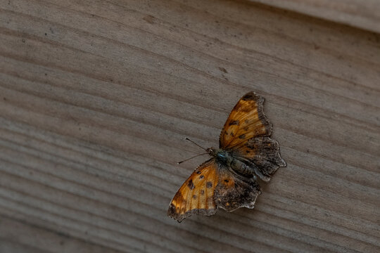 Polygonia comma, the Eastern Comma butterfly.